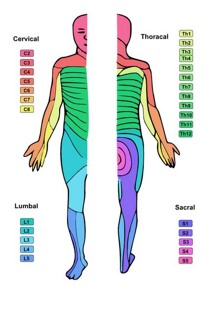 Dermatome