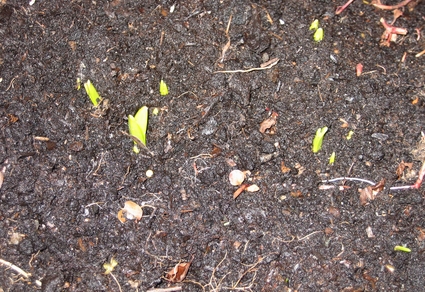 Frühlingsboten