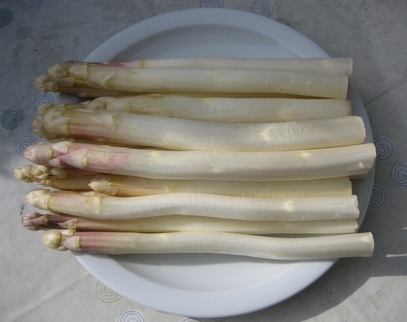 Spargel
