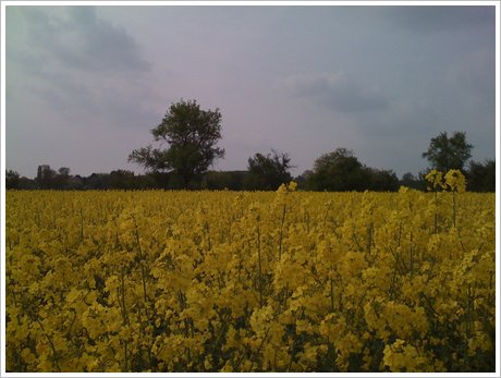 Rapsblüte