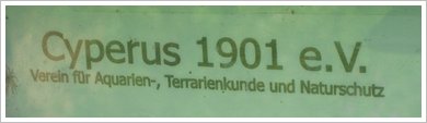 Cyperus