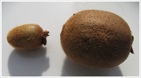 Kiwi klein und groß im Vergleich
