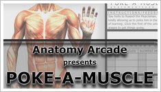 Anatomy Arcade